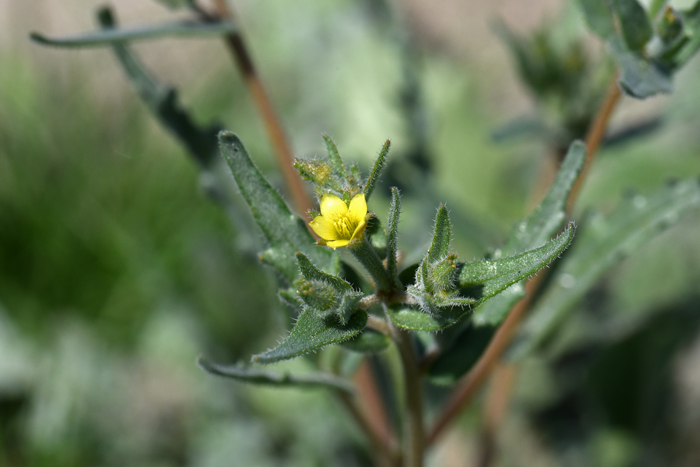 Whitestem Blazingstar has a small but pretty yellow flower that blooms from February to July across its large geographic range. Mentzelia albicaulis